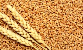   اختلاف نظر تعیین قیمت‌ گندم را بازهم به تاخیر انداخت + فیلم