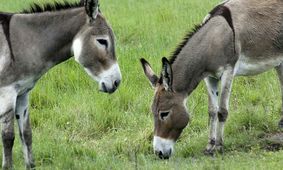  الاغ هم قربانی تورم شد / قیمت هر الاغ چقدر است؟