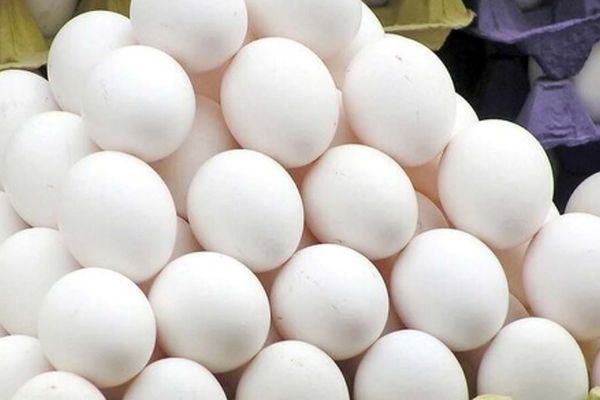 50 میلیارد زیان روزانه در صنعت تخم‌مرغ /  وزارت جهاد کشاورزی در کما! +جزییات