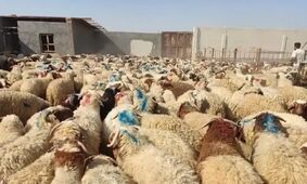 قیمت دام زنده امروز ۲۱ اردیبهشت ۱۴۰۴ /  بازار آرام شد + جدول بروز