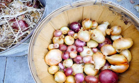 جدیدترین قیمت پیاز در بازار تهران