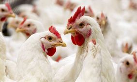 مرغداری‌ها در شوک: حذف ارز ترجیحی و افزایش عجیب جوجه‌ریزی!