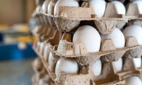 جنگ تخم مرغ و دولت / گرانی تمامی ندارد !