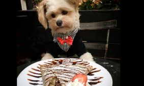 ورود منوی حیوانات خانگی به رستوران‌ها؛ قیمت‌ها باورنکردنی است! + عکس