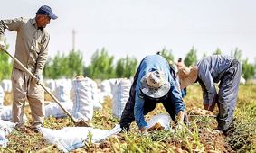 زنگ خطر برای صادرات کشاورزی ایران به صدا درآمد
