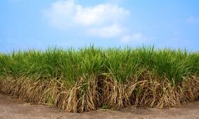 سنگین‌ترین عرضه اولیه تاریخ بورس با طعم شکر