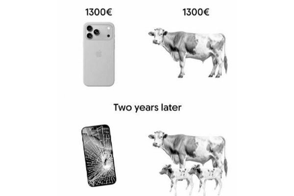 به جای آیفون 17/ گاو بخرید و پول‌ساز شوید!