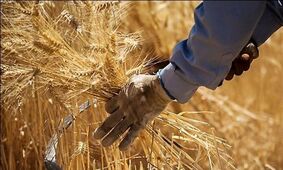 قیمت تضمینی خرید گندم برای سال جاری اعلام شد!