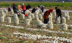 قیمت پیاز اشک کشاورزان را درآورد  + جزییات