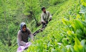 حساب این گروه از کشاورزان پرپول شد