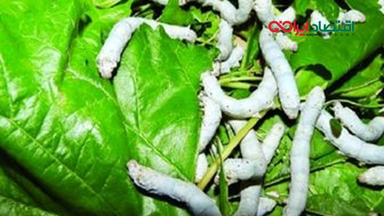 از سال آینده مالیات کِرم های مرده را هم باید بدهید+ مستندات