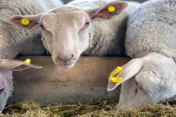 افزایش بی‌سابقه قیمت گوشت گوسفند +جزییات