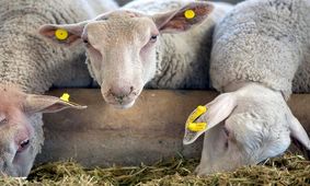 افزایش بی‌سابقه قیمت گوشت گوسفند +جزییات